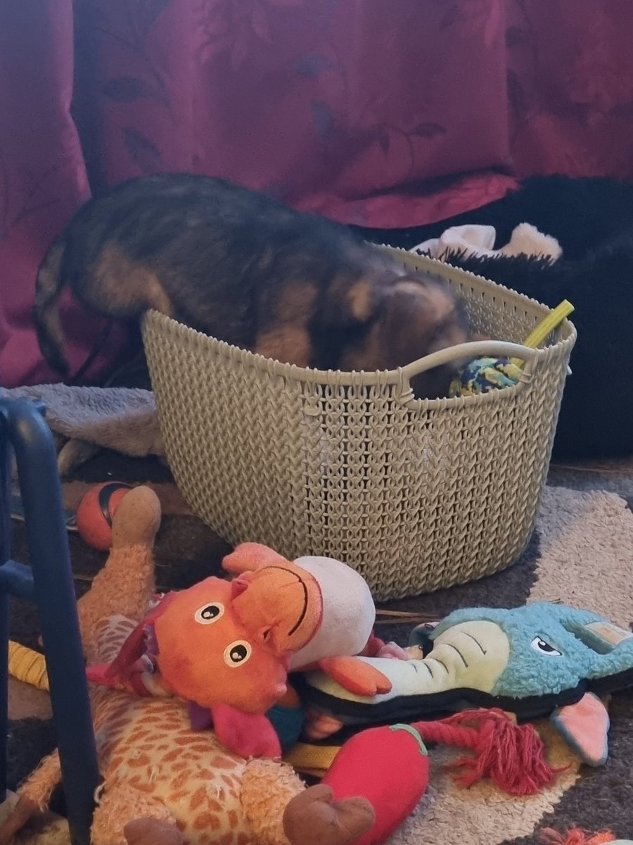 Reginald Barkley - smol fat potato! tweet media