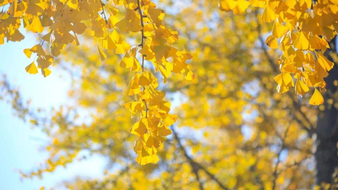 AgungsNe's tweet image. Autumn breeze + golden leaves = perfect afternoon walk  #FallVibes