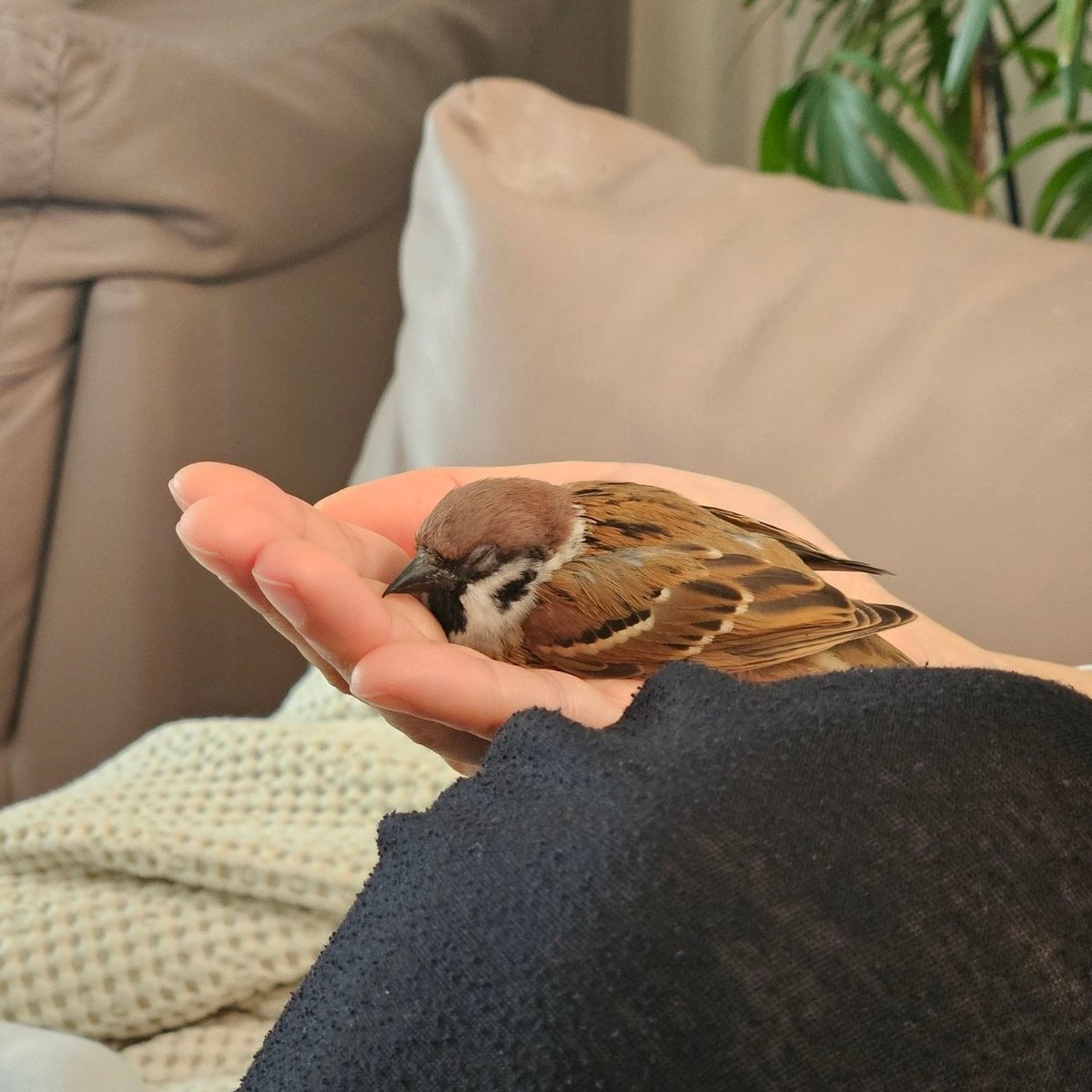 Sparrow tweet media