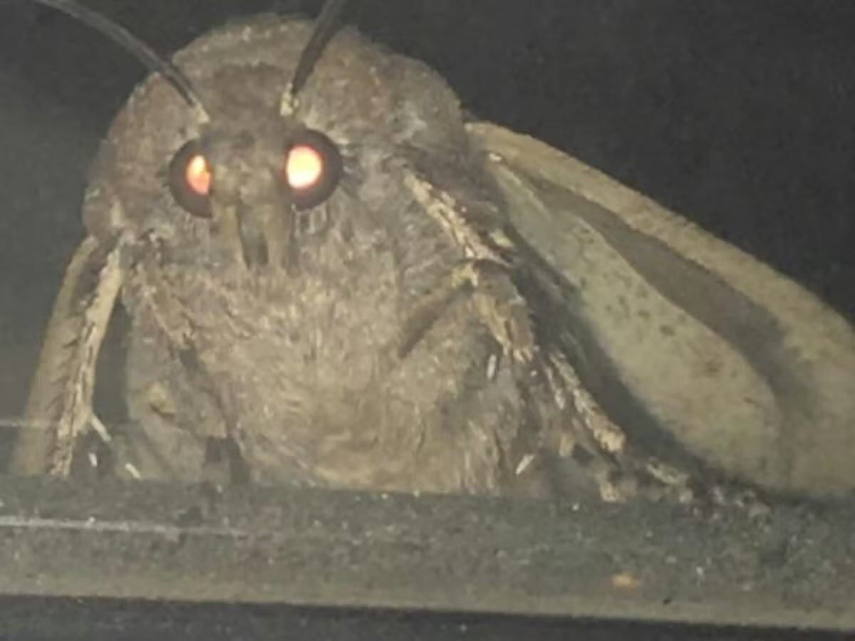 Möth Män Jönës tweet media