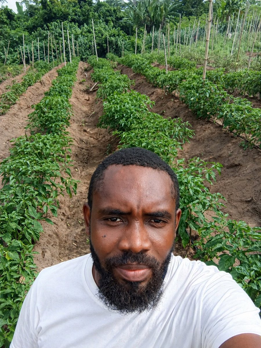 FirstKingEntert's tweet image. Share your #WORST  Year, moment and experience so far as a farmer in Agriculture.

Let others learn. 

See mine here 👇🏿