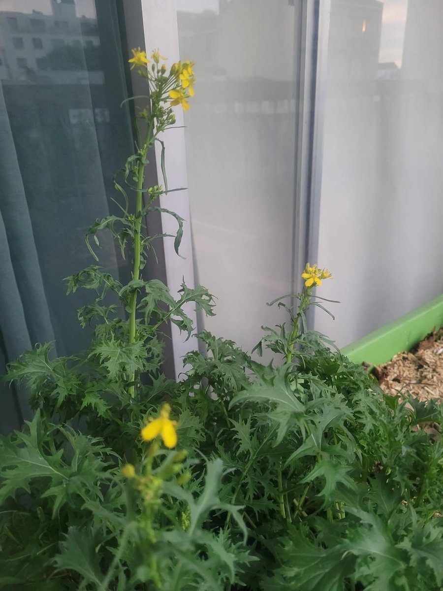 GEODUS_CEO's tweet image. During the launch phase, building inventory is key.

That’s why one of our varieties is currently flowering to develop our product line : mizuna.

#Crypto #Web3 #Token #Tokenomics #RWA #BuildInPublic #Startup #AgriTech #DeFi #Innovation