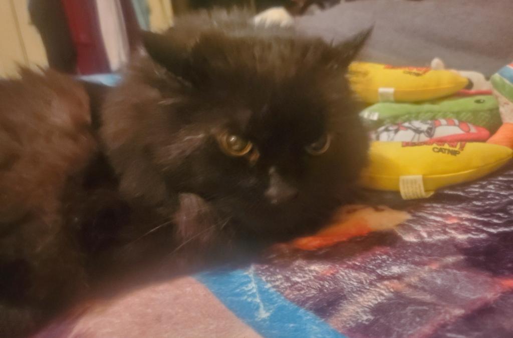 SidtheCat tweet media