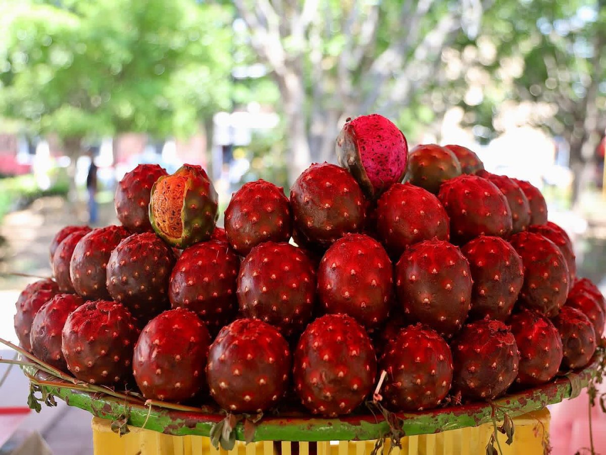 PabloLemusN's tweet photo. Estamos en la temporada de pitayas, uno de los frutos emblemáticos que representa nuestra identidad y el trabajo de productoras y productores que con sus manos y corazón cosechan la tierra. 

En Las 9 Esquinas, el Jardín Mexicaltzingo, el Andador Aurelio Ortega en Zapopan y en los mercados ya podemos encontrarlas y disfrutar de este manjar. 

Además, en los municipios productores: Amacueca, Techaluta de Montenegro y Teocuitatlán de Corona, y en sus ferias como la de Amacueca y Techaluta donde ya comenzaron y estarán todo el mes de mayo para que se den una vuelta.