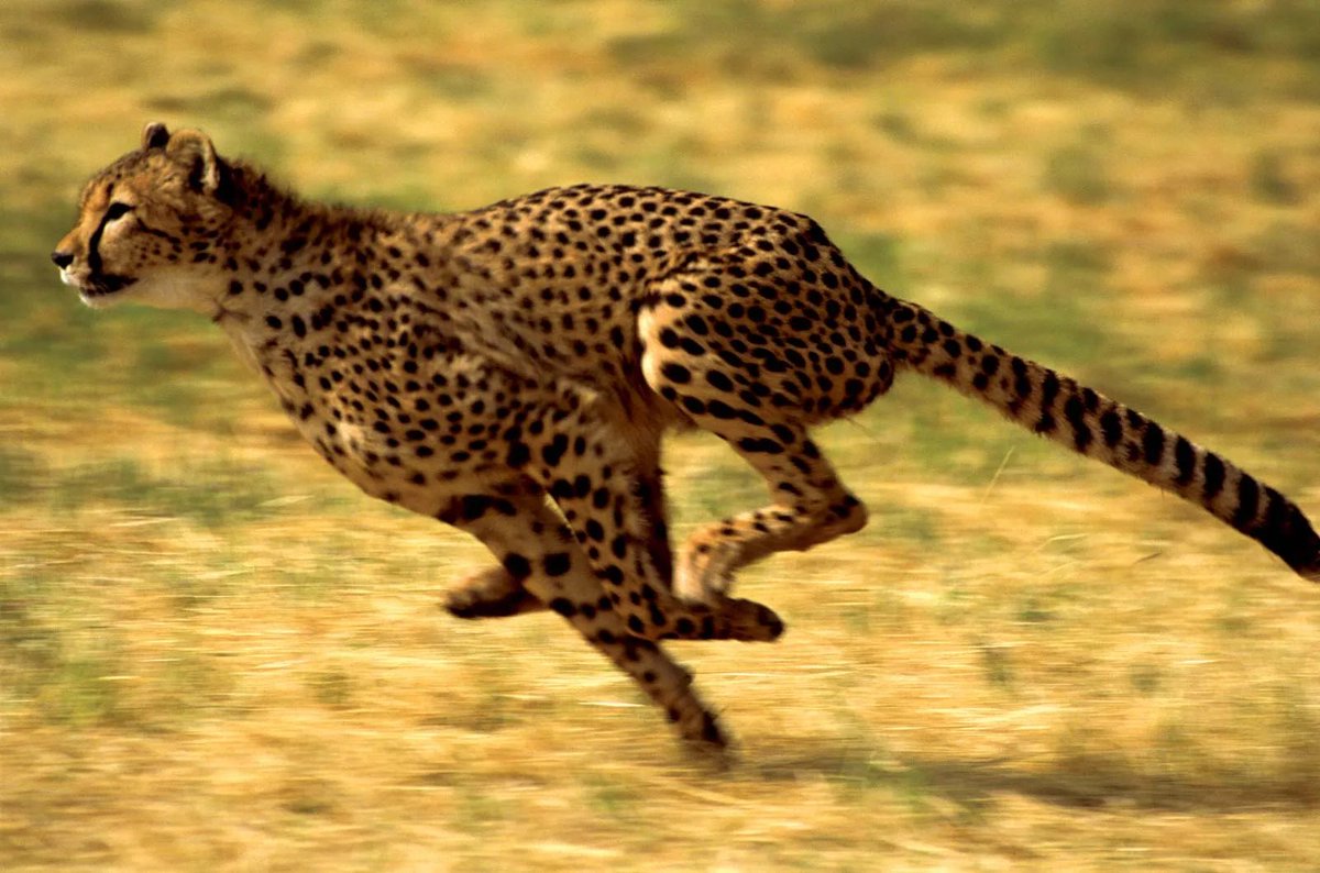 Cheetah tweet media