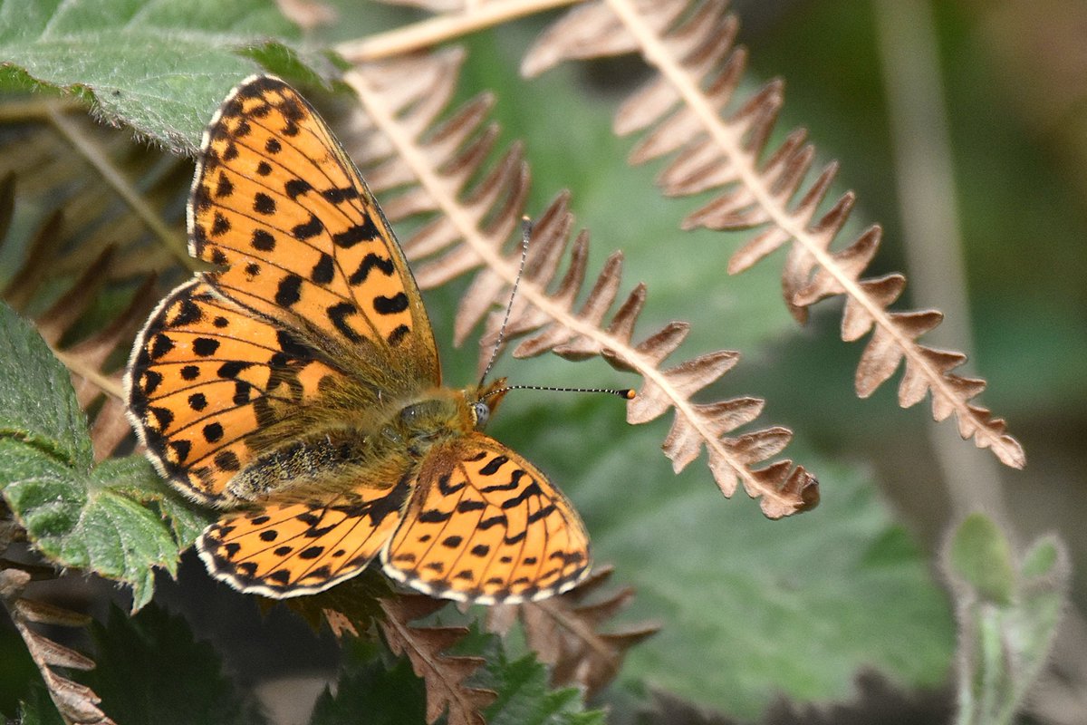 simonrose1982's tweet photo. A couple of Pearl-bordered Fritillary from the Wyre Forest this morning. https://t.co/wjvjREFWm3