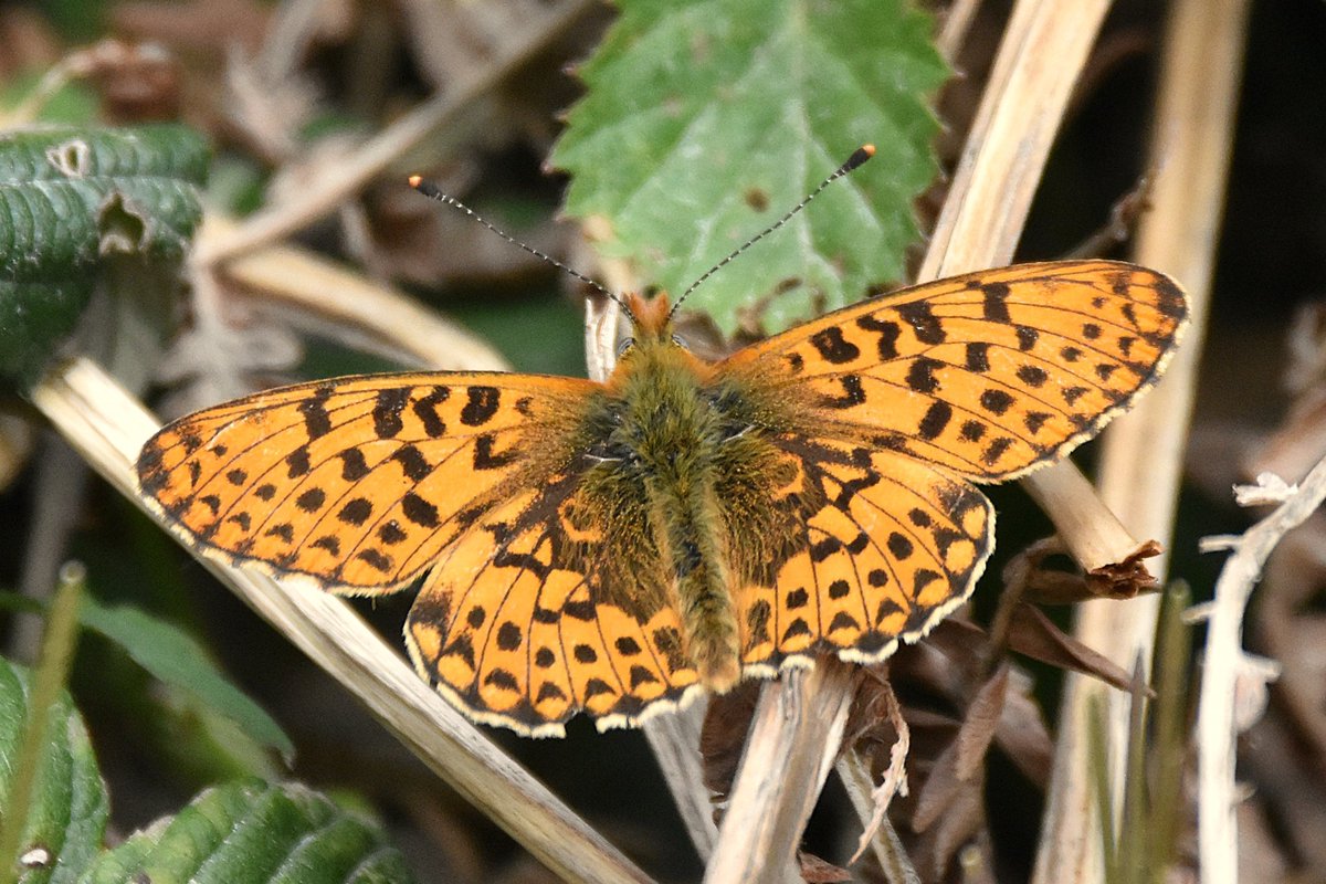 simonrose1982's tweet photo. A couple of Pearl-bordered Fritillary from the Wyre Forest this morning. https://t.co/wjvjREFWm3
