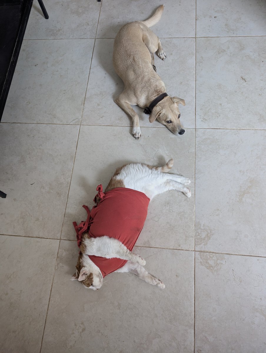 PMounou's tweet image. Coucou! Mon petit burrito 🌯 d'amour! 
Collection printemps/été 2026

Nous passons toujours la majorité de nos journées en soins, mais il s'accroche! Il mange enfin un peu, marche un peu. Mon cœur de maman chat respire et reprend espoir. On t'aime tellement, chaton! 

#cat