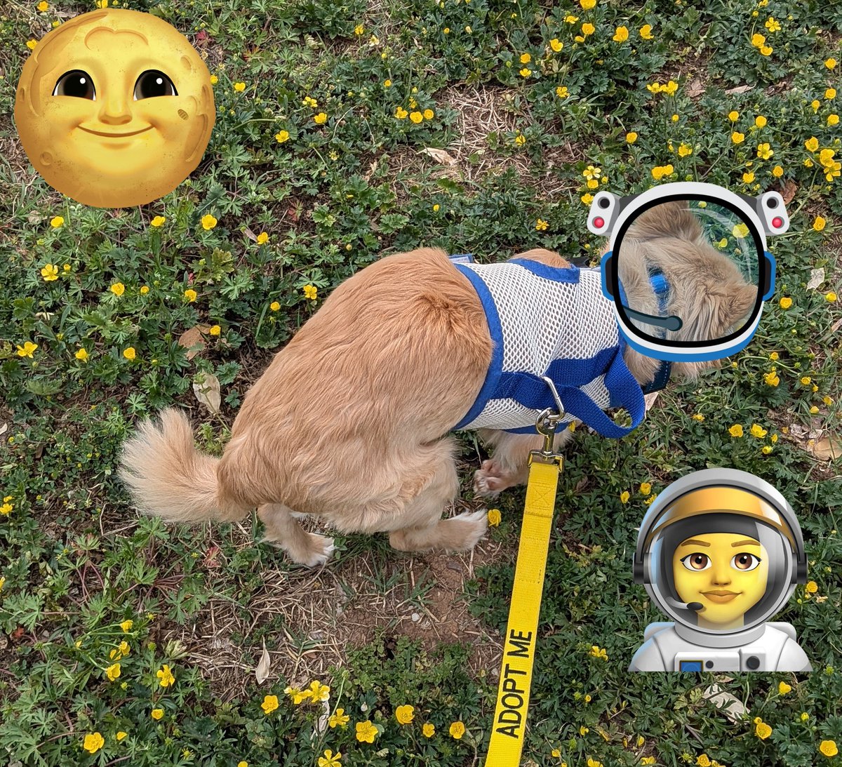 2HousePanthers's tweet image. Day 2: national space day

Going to outer space might be fun. 

#dogsoftwitter #postafavpic4VioletMay26 @Violet_theNewfy