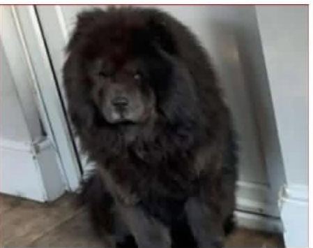 millypod1's tweet image. 🆘30 APR 2026 #Lost Teddy #ScanMe
Black Chow Chow Male
Doesn’t know area😢  PLEASE SHARE
Allens Farm Road #Birmingham #B31
doglost.co.uk/dog/203087