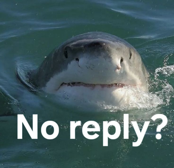 Shark tweet media