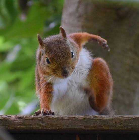 Squirrel tweet media