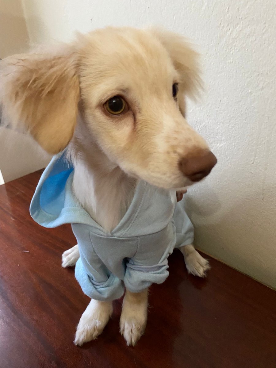 forpets tweet media