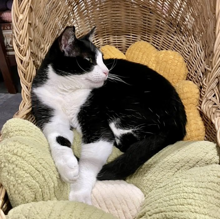 TheCatsMeowInc's tweet image. Happy Caturday from Coco Leche!

This 3yo girl wants a #foreverhome where she will be a spoiled ONLY CHILD

She is the ultimate companion and available for adoption through our #LosAngeles rescue 

#AdoptDontShop #CatsofTwitter #AdoptMe #cats #CatsOfX #XCats