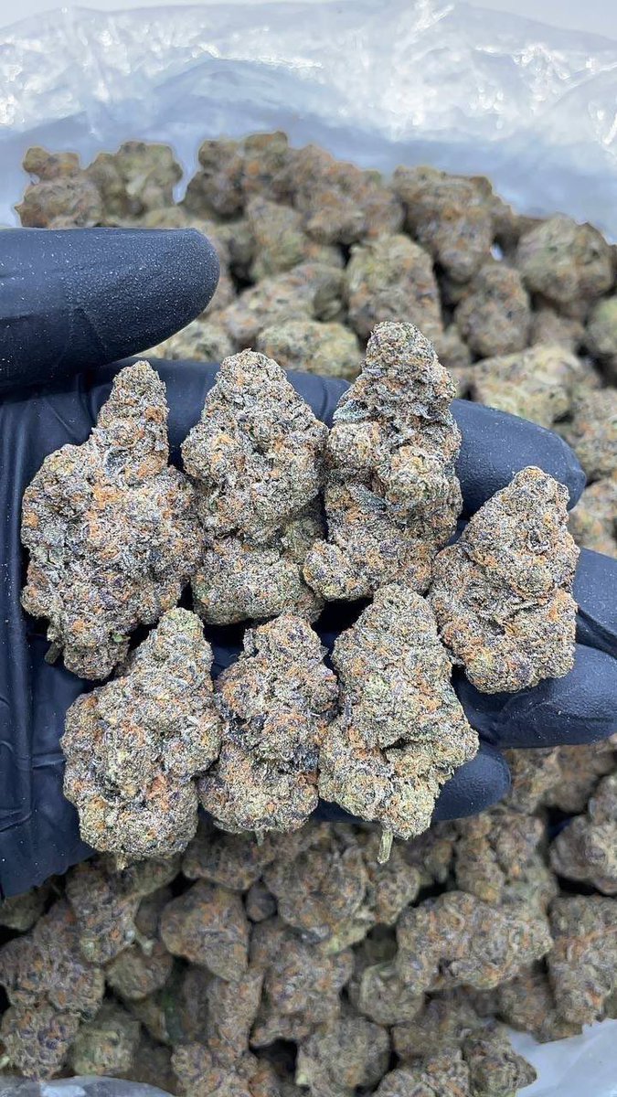 Columbiaweed's tweet image. Zaza gas loud! 🔥🌿 weed, zaza, gas, loud, bud, kush, fire, exotic pack, dank 💨 Lit in Tampa 813 and Jacksonville 904? Drop spot 📍👇 #Tampa #Jacksonville #Florida420 #ZazaSeason #GasOnly
