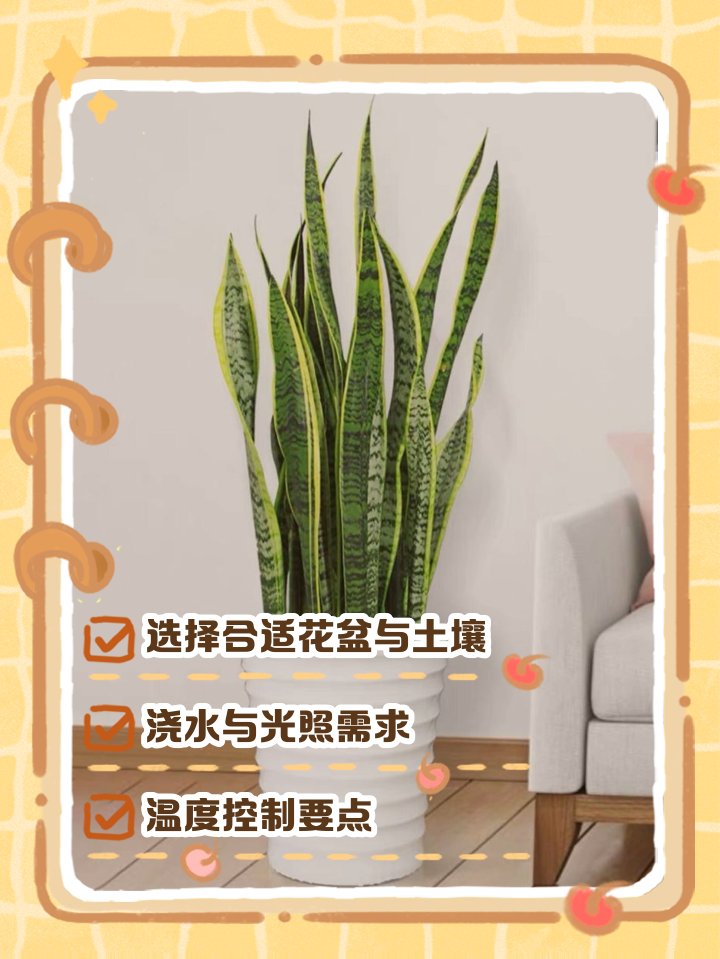 Sashka_0_o's tweet image. " Low-maintenance greenery win!  These snake plants thrive in any light (even dim corners!) u0026 only need water every 2-3 weeks. Perfect for busy plant parents—no green thumb required.  #PlantParenthood #EasyPlants"