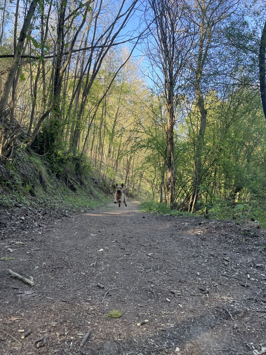 OlaKwiecien3's tweet image. #dogsoftwitter originally we planed going to Prague but the day was too hot for Pebble so we went for a hike in the woods instead. Low flying, local beer and food (drowned sausage), fantastic sandstones. A great day! 
🌳🌲🐾🥾🥾🍻🌭⚒️🇨🇿🙂