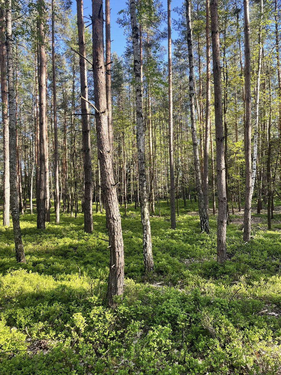 OlaKwiecien3's tweet image. #dogsoftwitter originally we planed going to Prague but the day was too hot for Pebble so we went for a hike in the woods instead. Low flying, local beer and food (drowned sausage), fantastic sandstones. A great day! 
🌳🌲🐾🥾🥾🍻🌭⚒️🇨🇿🙂