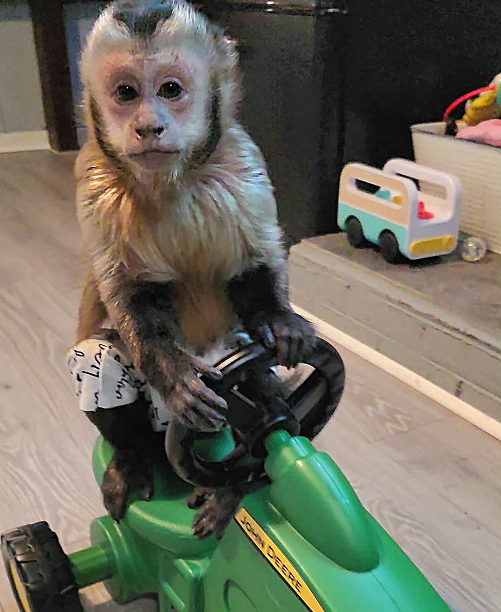 first monkey tweet media