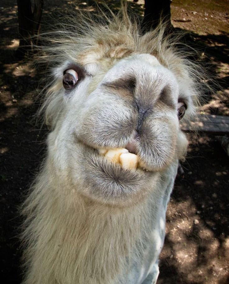 Alpaca tweet media