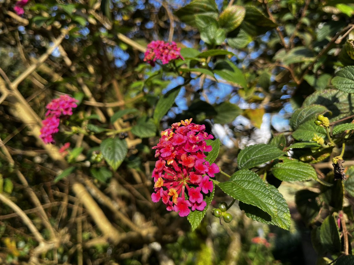 Bee Aey🇵🇬 tweet media