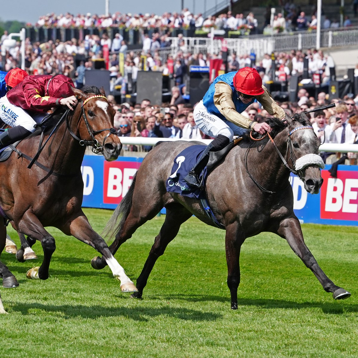 International Thoroughbred tweet media
