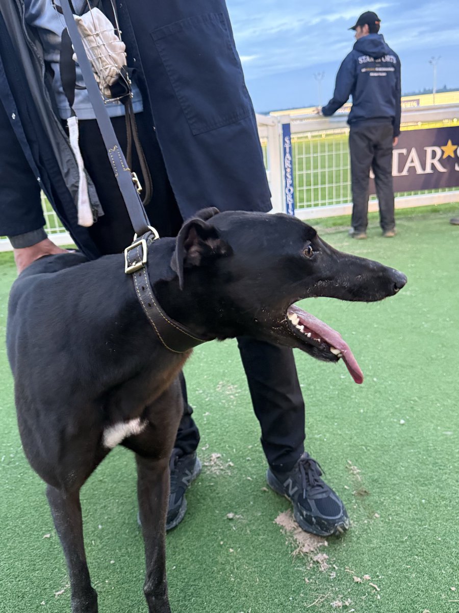 inkysquiggle's tweet photo. Another into the hat for the second round for #TeamMonmore @Monmoredogs as Goldcash Warrior wins his heat in 28.97 for @NHunt67 showing great pace xx https://t.co/tCwQXNA53F