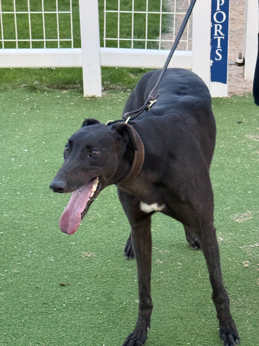 inkysquiggle's tweet photo. Another into the hat for the second round for #TeamMonmore @Monmoredogs as Goldcash Warrior wins his heat in 28.97 for @NHunt67 showing great pace xx https://t.co/tCwQXNA53F