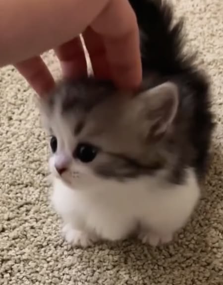 cats 🐈 tweet media