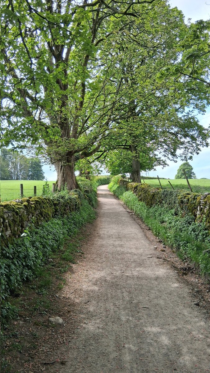 raindrop_rose1's tweet image. Beautiful walks around the Sizergh Estate today. Trees, birdsong and a little bit of sunshine.

#TreeClub #LakeDistrict @SizerghCastleNT
