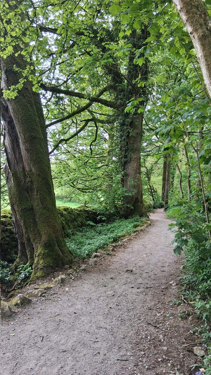 raindrop_rose1's tweet image. Beautiful walks around the Sizergh Estate today. Trees, birdsong and a little bit of sunshine.

#TreeClub #LakeDistrict @SizerghCastleNT