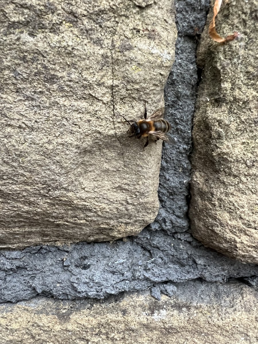 Manclee's tweet image. Anyone know their #bees? Nipping into little cracks and holes between #York stone walls. @WildlifeTrusts