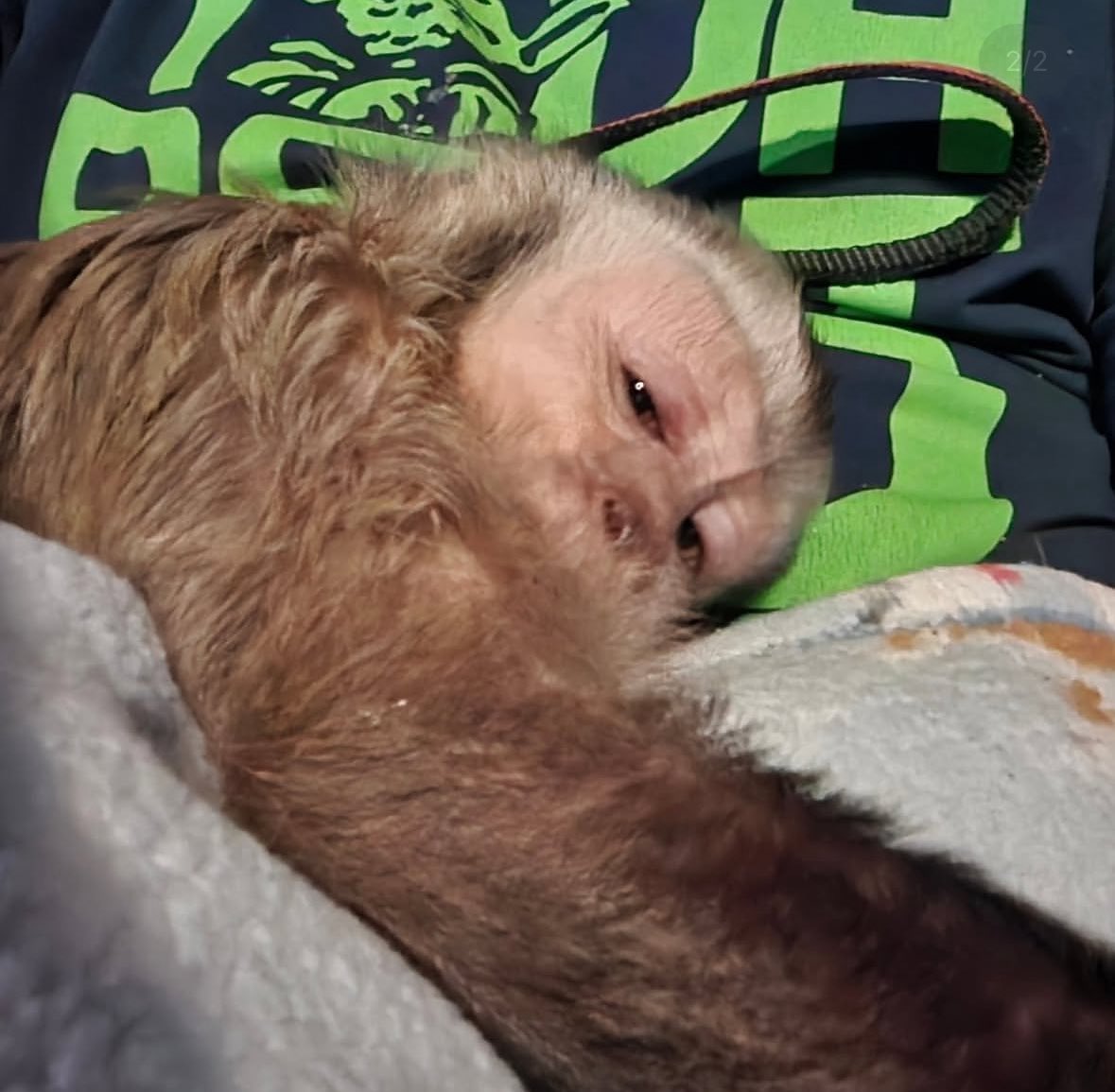 first monkey tweet media