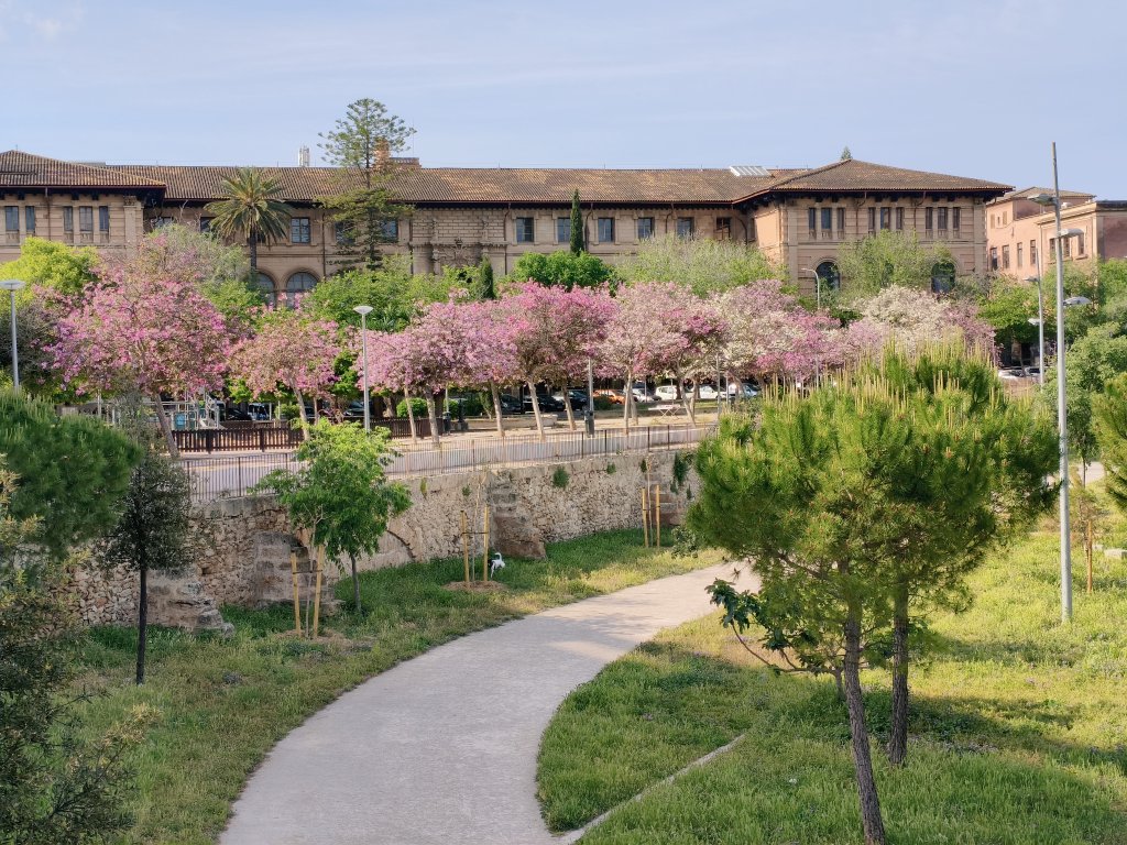 ChocotitaKawai's tweet image. Paseó mañanero 🌺
#Mallorca #Canodromo #Misericordia