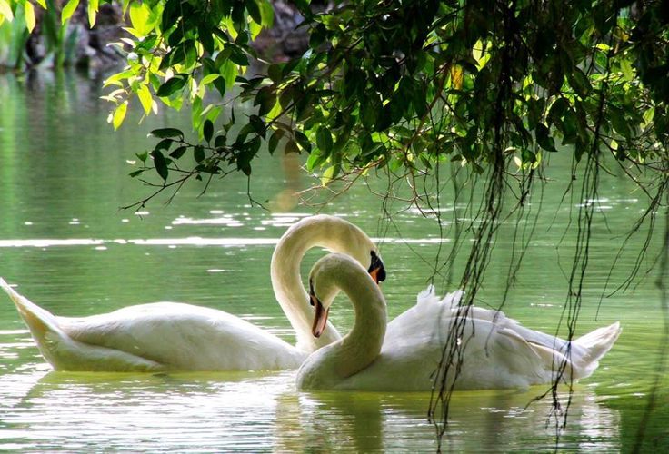 softlymagicall's tweet photo. Swans and the feelings of purity.. https://t.co/fbX38Tolvc