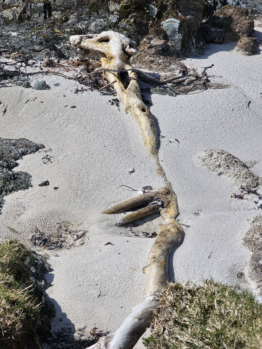 willie1903's tweet image. Twitter do your thing. I am thinking a Seal skeleton? #whatisit #islay #seal