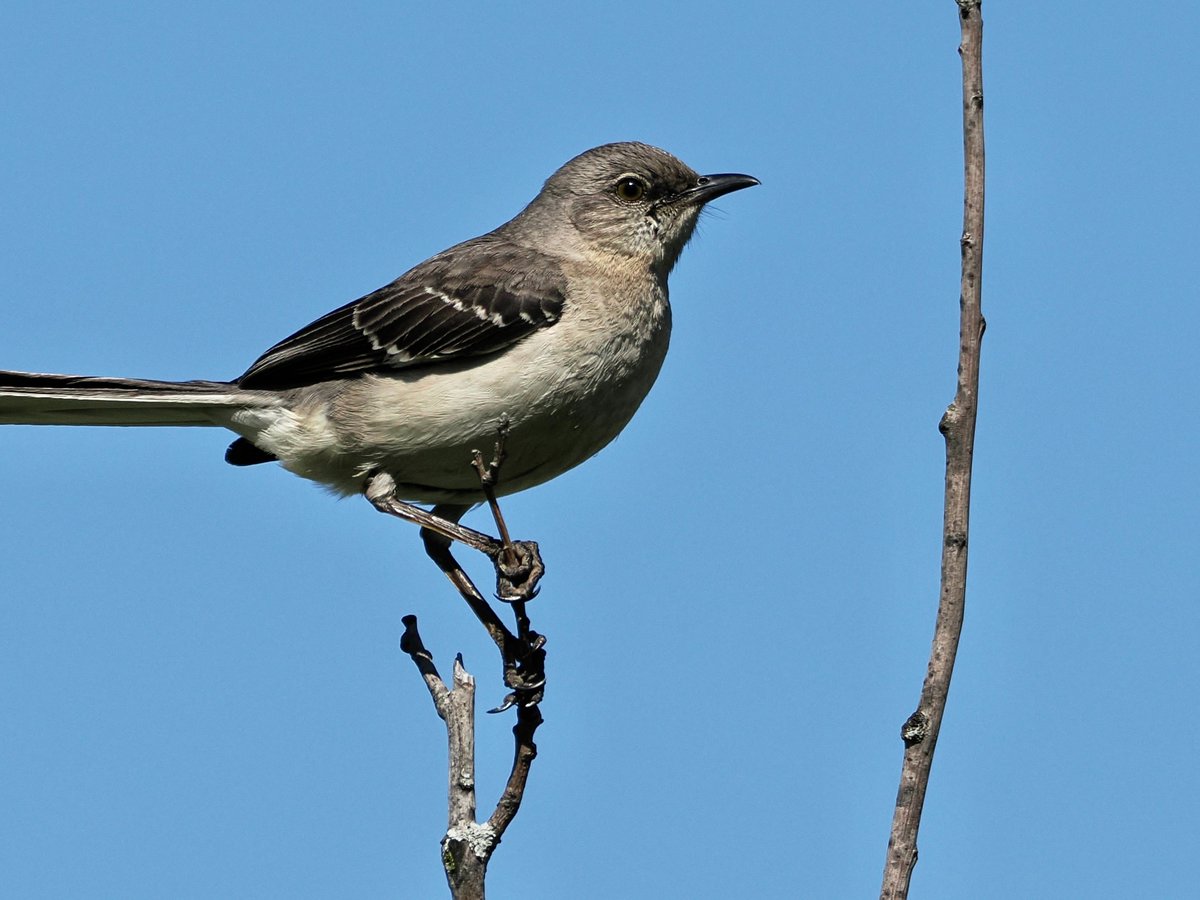 mawgdn's tweet photo. Another of the yesterday's daily #Mockingbirds was close to its nest, and was keeping an eye on me #birdwatching Rutkowski Park in Bayonne 05/01/26 https://t.co/q2Kubh9bjd