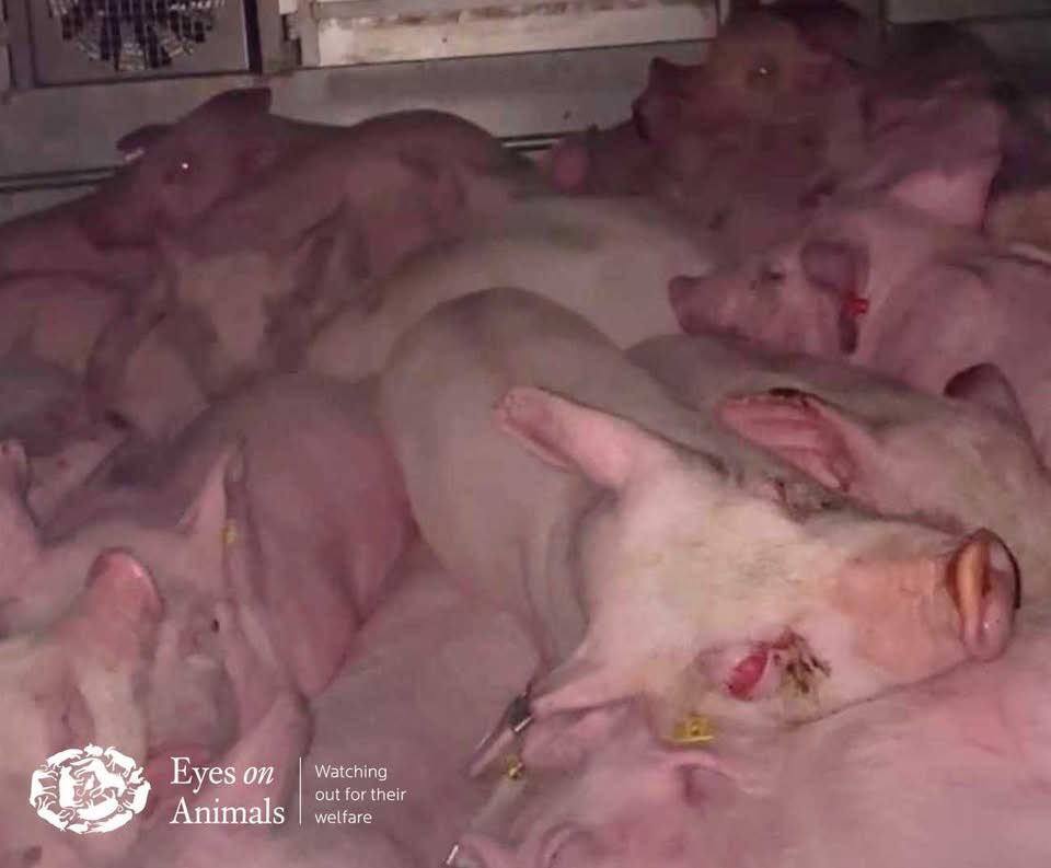 Eyes on Animals tweet media