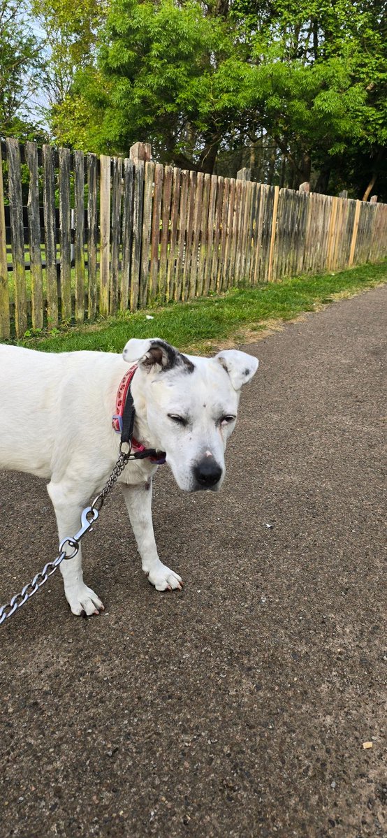 Penny_theDog1's tweet image. Decided to surprise my human and request an early #walkies!
We be out at 7am on a #StaffieSaturday hehe (i blinked as human took my piccy so i look moody) #dogs #dogslife #seniorpupsaturday #seniordoggo @DogsTrust #AdoptDontShop #RescueDogsRock #cuteanimals #cutie #happygirl