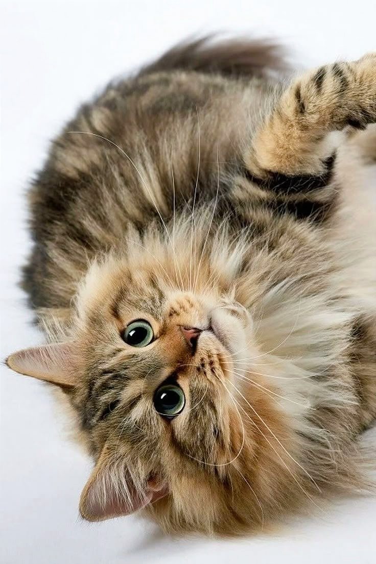 Nata27Best's tweet image. Very beautiful cat. 🐾🐱
#Caturday
#CatsOnX
