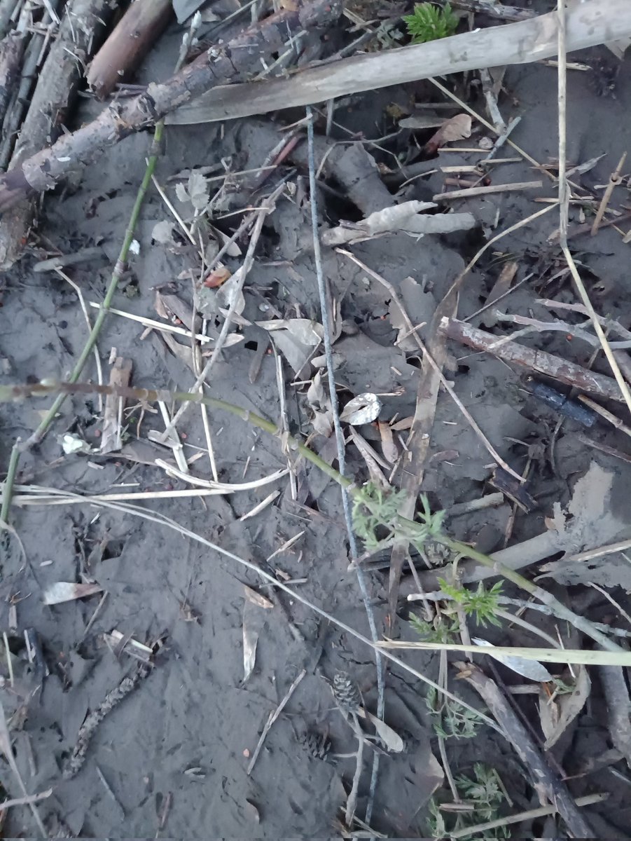 RA4SD's tweet image. I went out to the woods this evening to check on my loop-on-ground antenna after the winter and all the flooding. It’s still there, lying on the ground, though everything is soaked and muddy. The birdsong was a real joy — spring is definitely on its way!
#radio #spring #may #swl