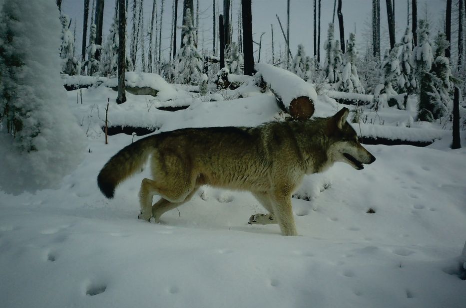 Wolf Haven International tweet media