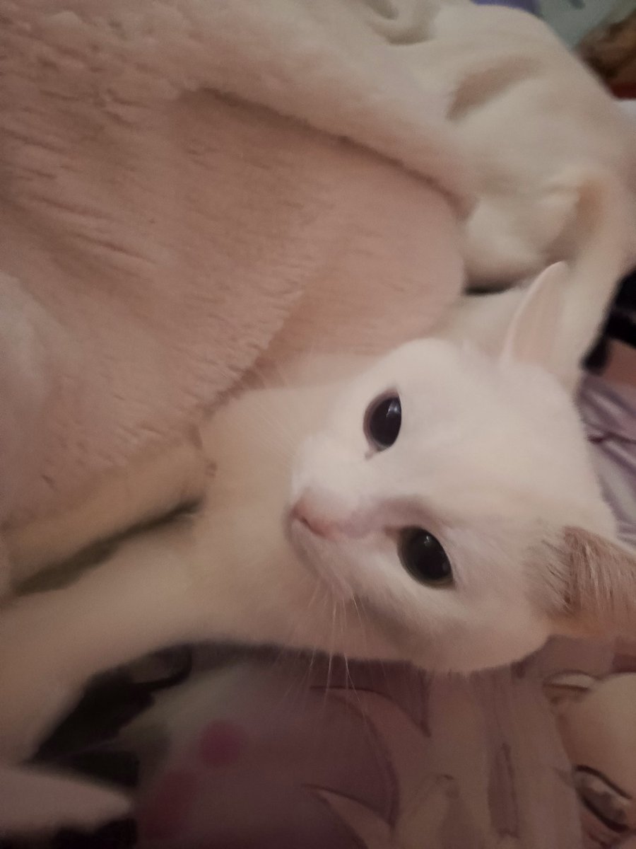 rin110o's tweet photo. かわいい猫ちゃん https://t.co/Pj6p2JVf7s