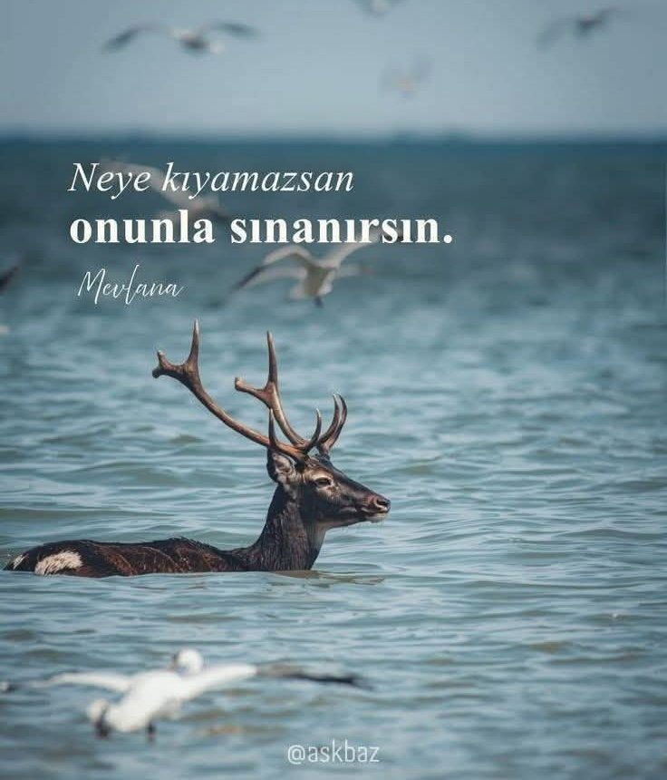 Diğerkâm tweet media