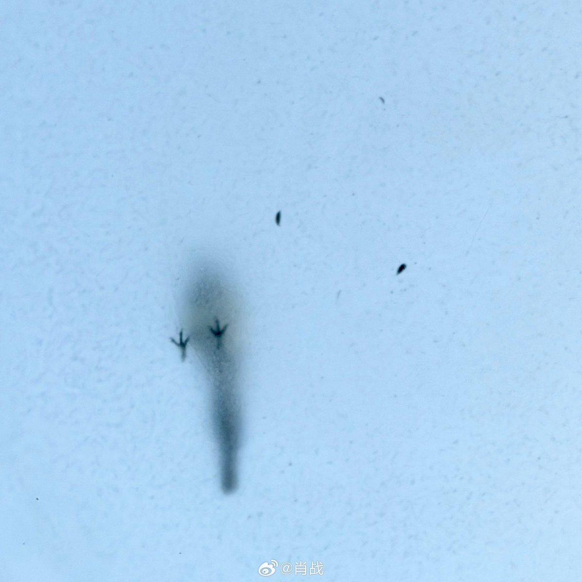 肖战影音会DAYTOY·Xiao Zhan tweet media