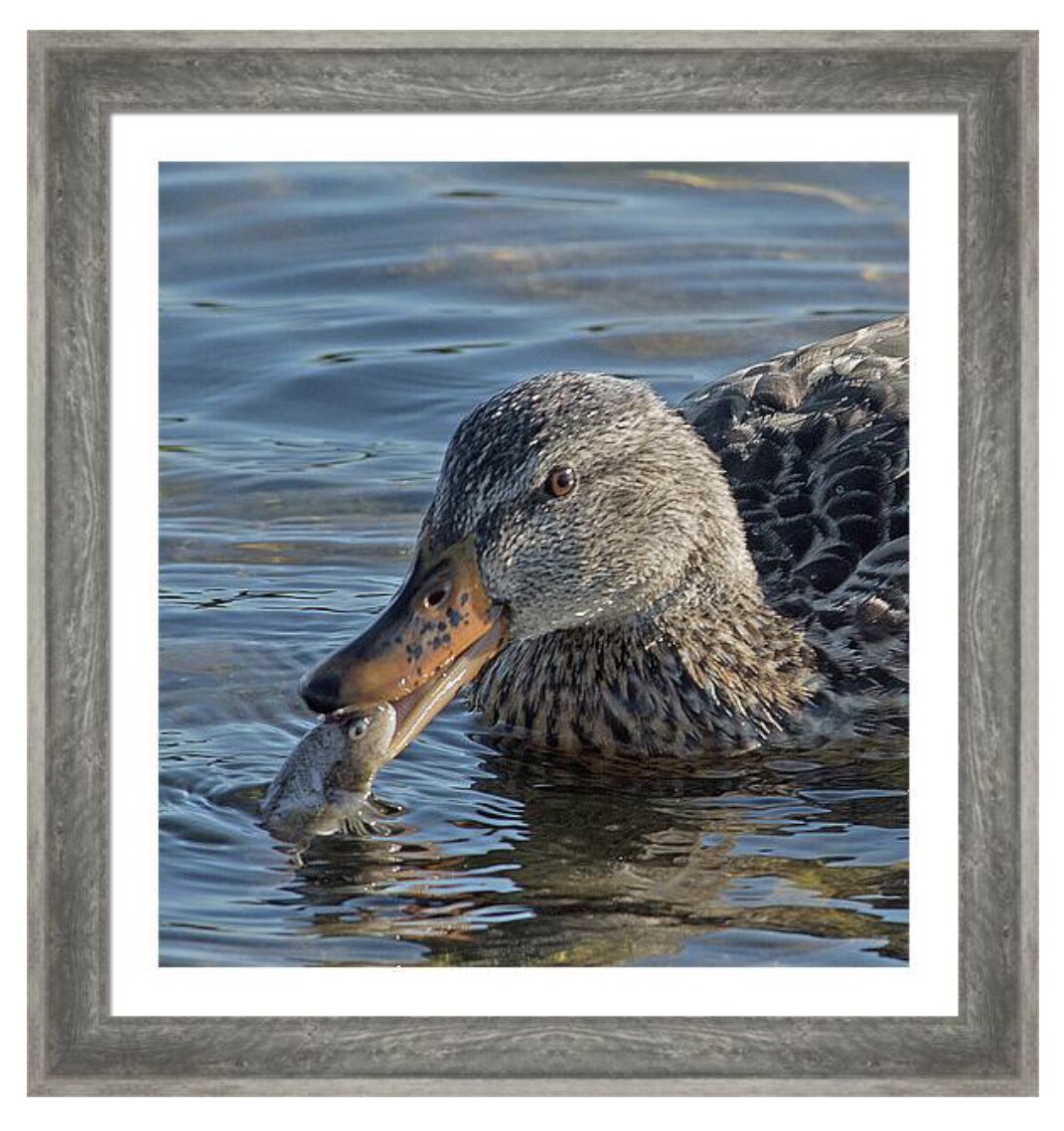 shonna99784's tweet image. At Kempenfelt Bay, this ducks catch of the day, skillfully captures a small fish in its bill, showcasing a moment of natures raw interaction. The water ripp… 🛒 ⬇️ 

Kempenfelt Bay - Ducks Catch of The Day shonnahawkinsphotography.com/featured/kempe…

#Mallard
#KempenfeltBay
#Fish
#RawInteraction