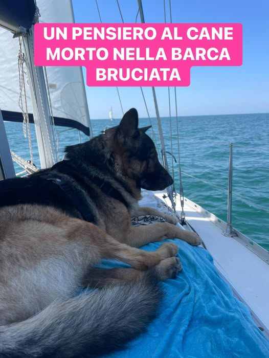MarcelloCresce2's tweet photo. Ieri a Cervia c’ è stato un incendio nelle barche, gli esseri umani si sono salvati ma il cane è morto. A parti invertite il cane avrebbe fatto il contrario. Mi sorge una domanda spontanea: Se gli umani si sono salvati non si poteva salvare anche il cane? https://t.co/2VaWzU6rTp
