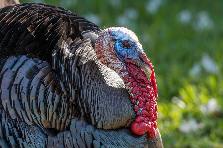 DebraMartz's tweet image. In the past few years, wild Turkeys have been plentiful in South Texas, especially when visiting the Bentsen Rio Grande State Park, where I photographed this one
debramartz.com/featured/rio-g…

#WildTurkey #turkey #bird #tom #gobbler #SouthTexas #RioGrandeValley