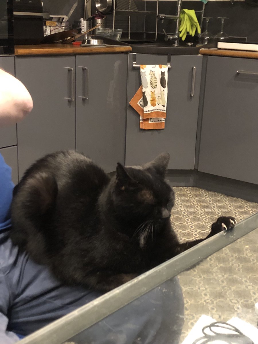 Jacquel95984318's tweet image. I’m a happy boy &amp;amp; smiling because I’m on Hoodad’s lap with my murder mitten on display. My claws are almost fully extended. Love Dennis-Wilbur. 🖤🖤🖤 #Cats #CatsOnTwitter  #CatsOfTwitter #Hedgewatch #Hedgewatchers #CatsOnX #CatsOfX