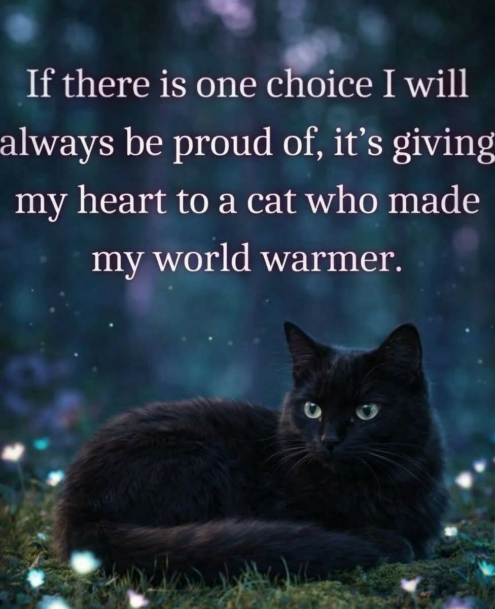 Kairpra's tweet image. #Caturday #CatsOfTwitter #CatsOnTwitter #CatsLover #CatsOfX